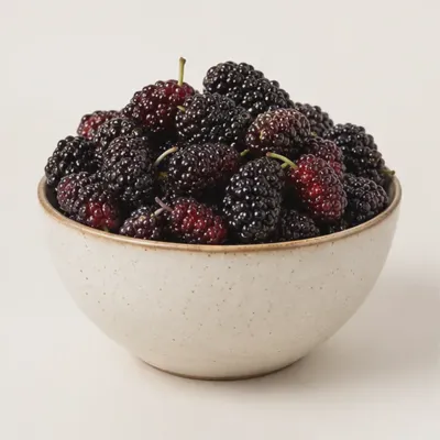 Harbor Mulberry — view 1