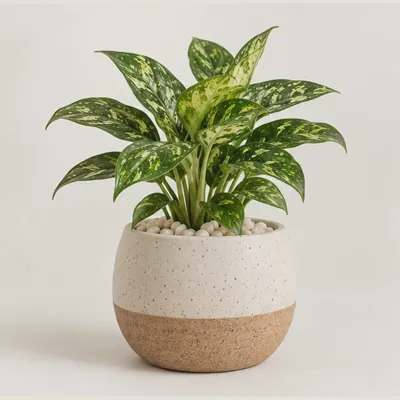 Meadow House Showpiece Plant — view 1