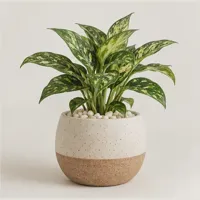 Meadow House Showpiece Plant