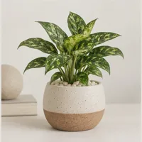 Meadow House Showpiece Plant
