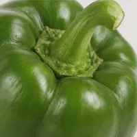 Harbor Green Bell Pepper